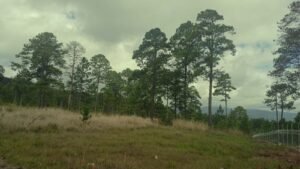 whatsapp image 2025 09 26 at 3.46.16 pm (1)